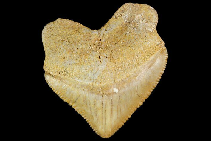 Fossil Crow Shark (Squalicorax) Tooth- Morocco #110091